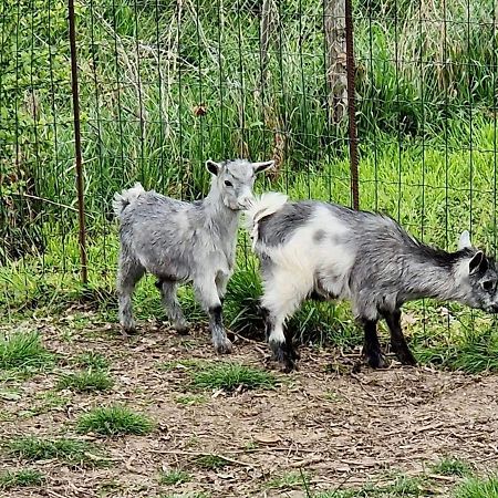 Domaine Des Gallinaces Chalet Sussex 2-4P Marigny-les-Reullee ภายนอก รูปภาพ