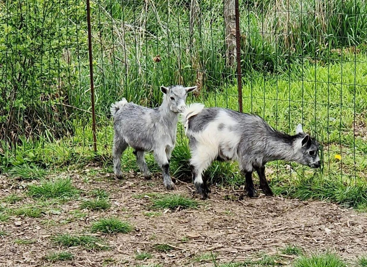 Domaine Des Gallinaces Chalet Sussex 2-4P Marigny-les-Reullee ภายนอก รูปภาพ